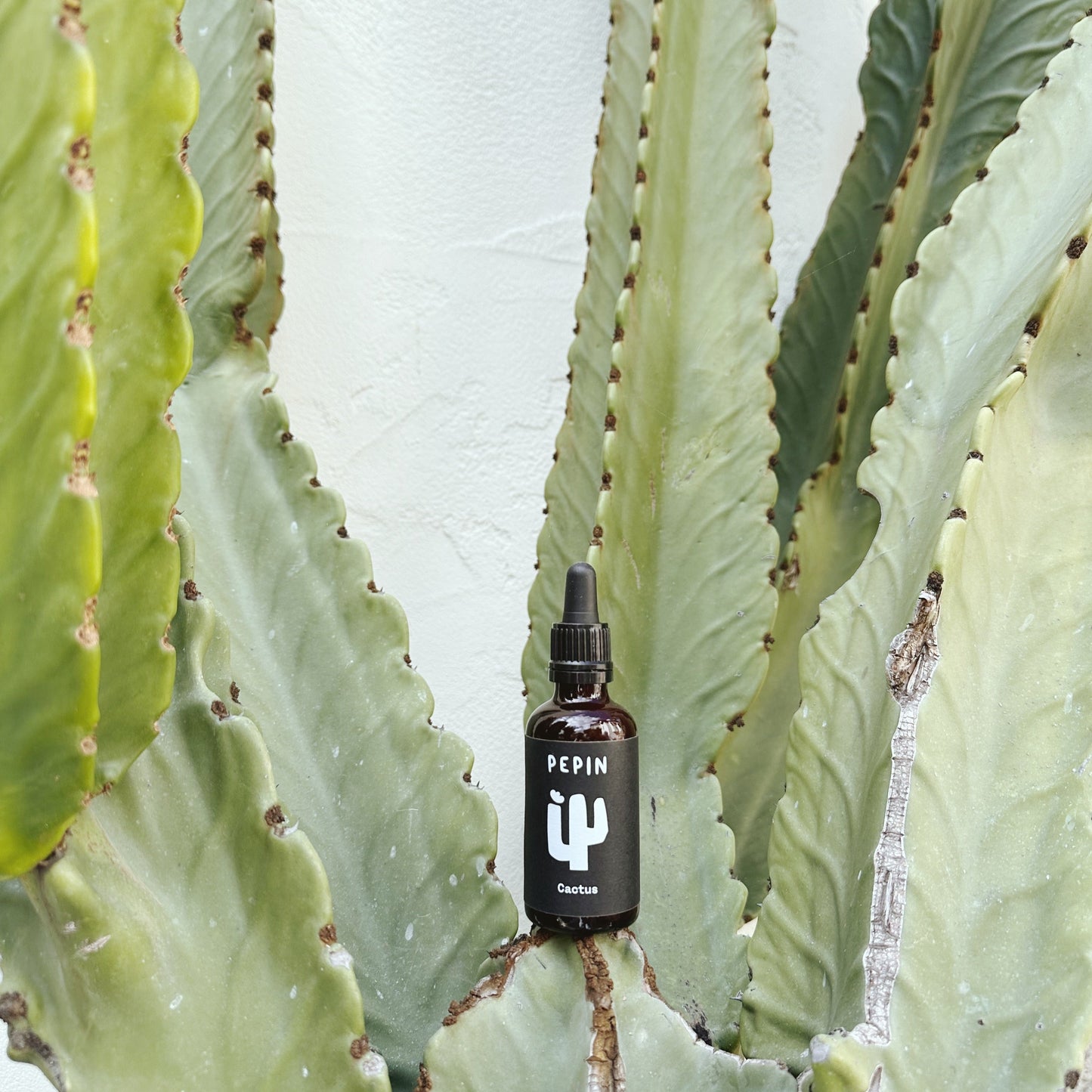 photo of cactus plant food on a cactus.