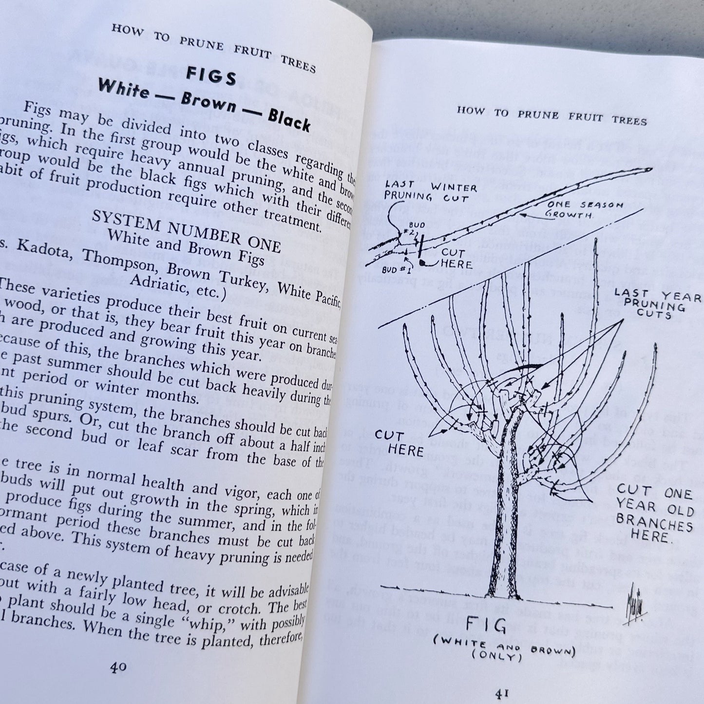 How to Prune Fruit Trees - 1988