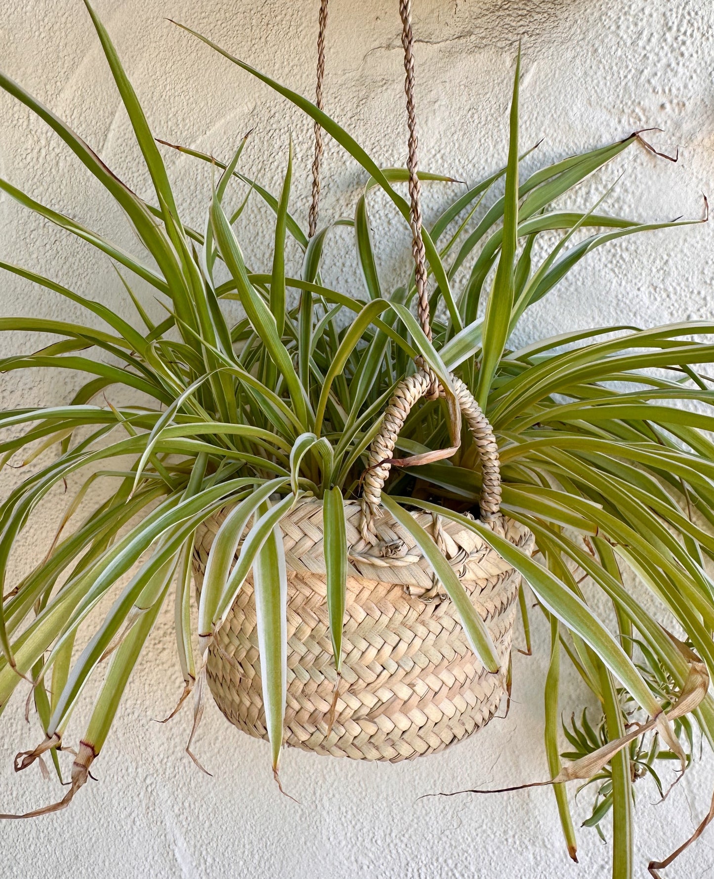 Palm Hanging Planter