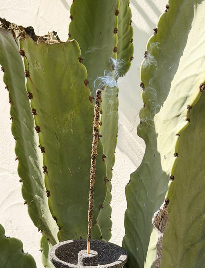 Incense stick burning in front of a cactus plant