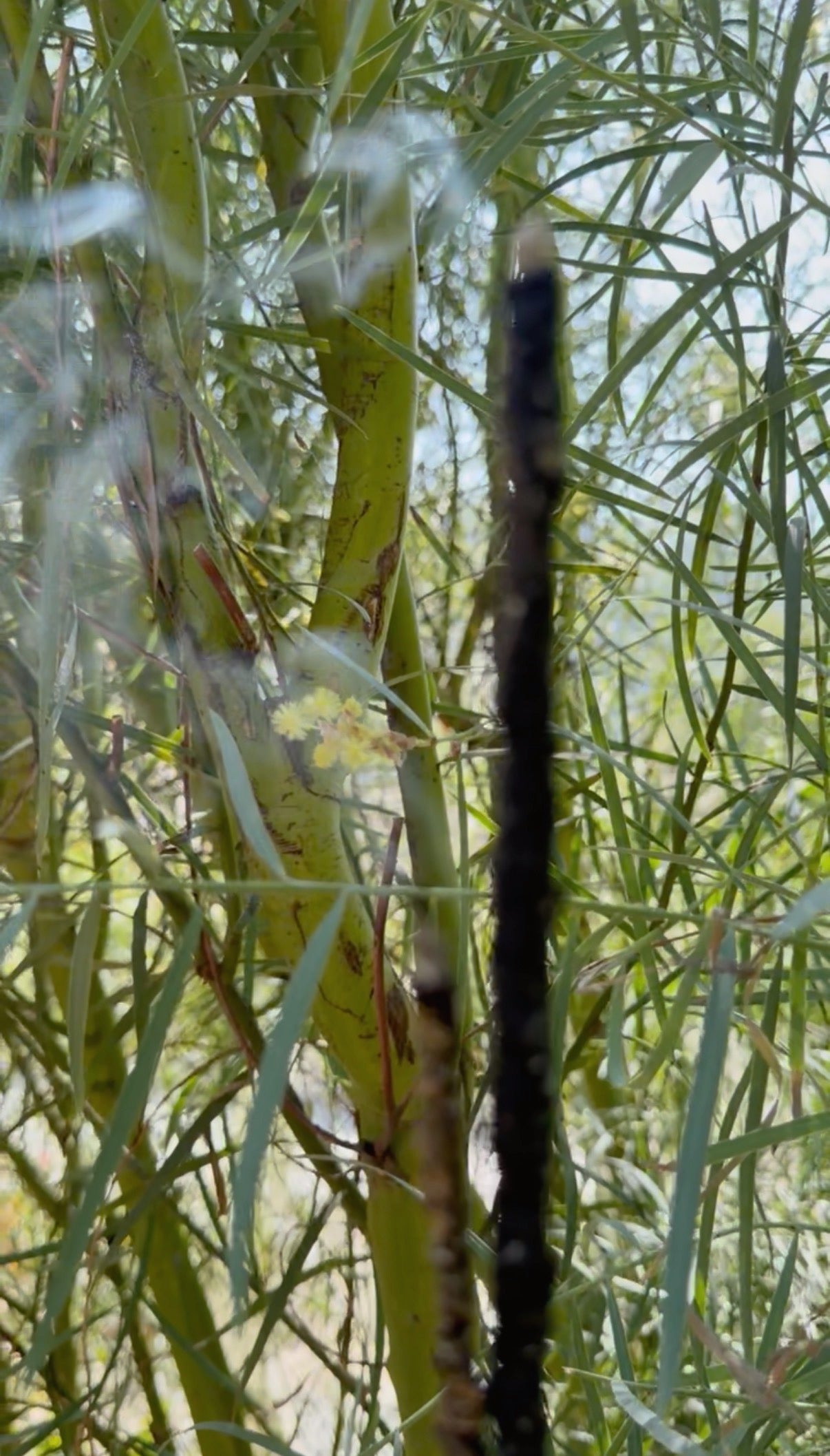 Long, thin black object among green plants