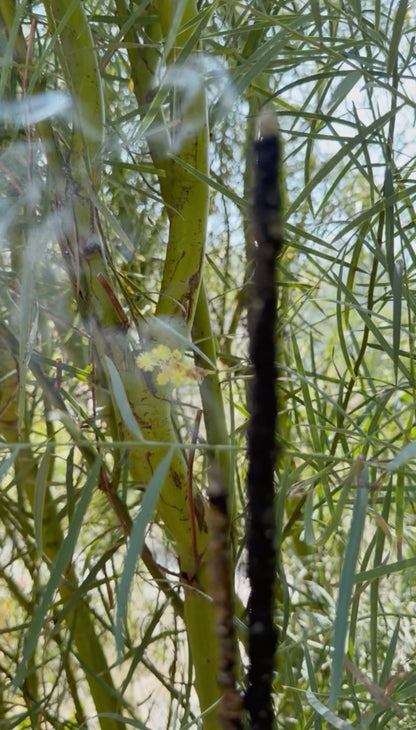 Long, thin black object among green plants